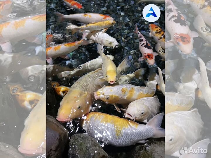 Пруд, дарящий спокойствие и радость