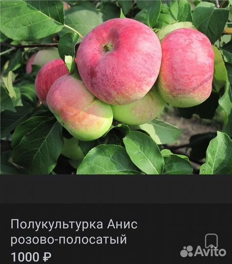 Саженцы яблонь 3-х летки