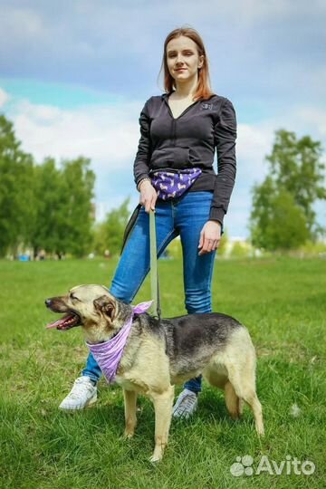 Собаки бесплатно