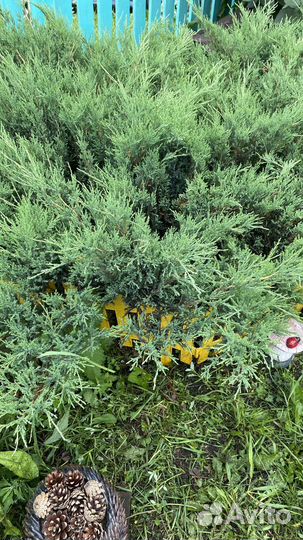 Можжевельник Новокузнецк