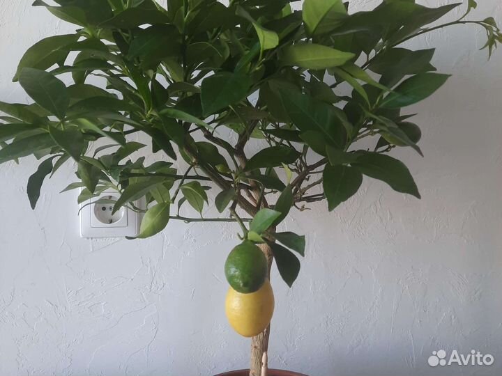 Дерево лимон