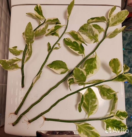 Педилантус (Pedilanthus)