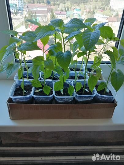 Рассада помидор и перцев