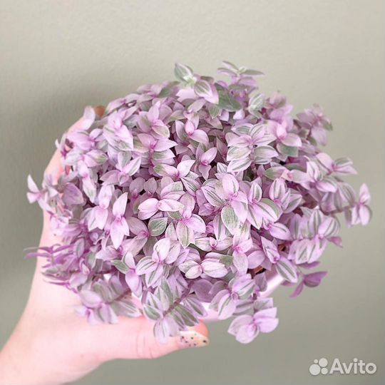 Каллизия розовая пантера и зеленая