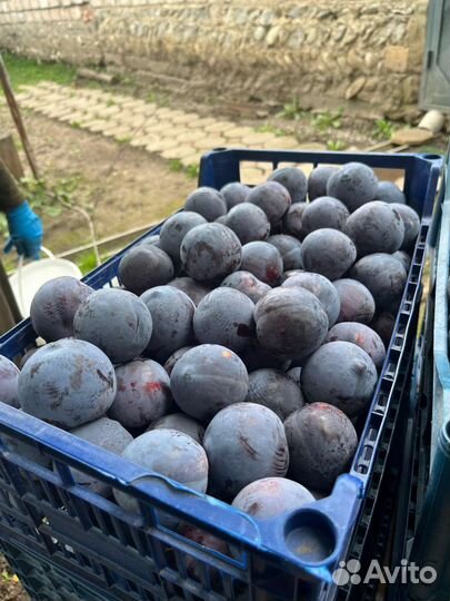 Слива анжелина