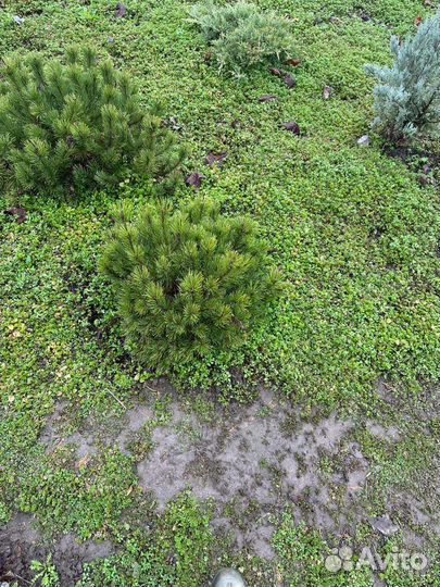 Сосна горная