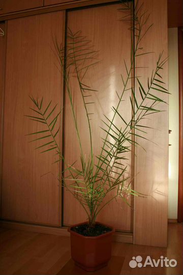 Финиковая пальма