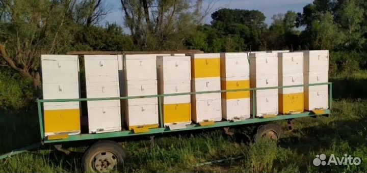 Мед натуральный Алтайский с доставкой по Тюмени