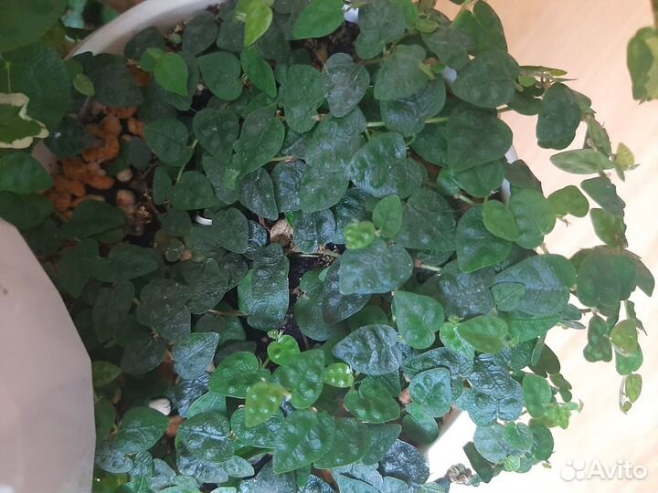 Фикусы пумилы, каллизии, пеперомии и другие