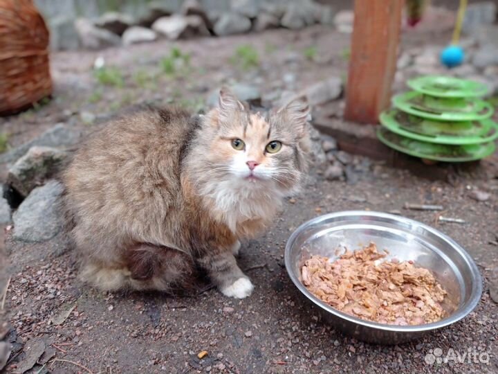Кошка в дар бесплатно