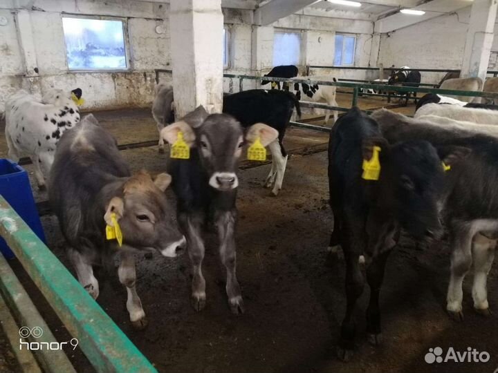 Бычки мясной породы на откорм