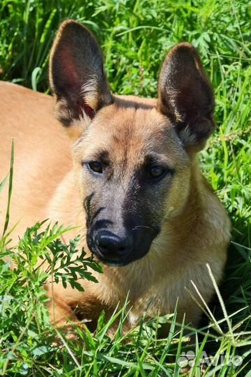 Собачка ищет дом