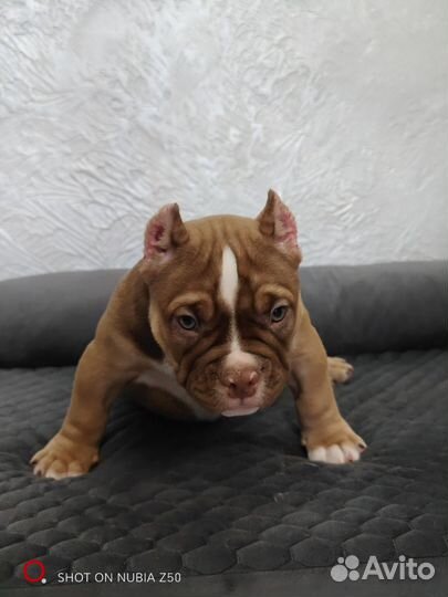 Щенок Американский булли