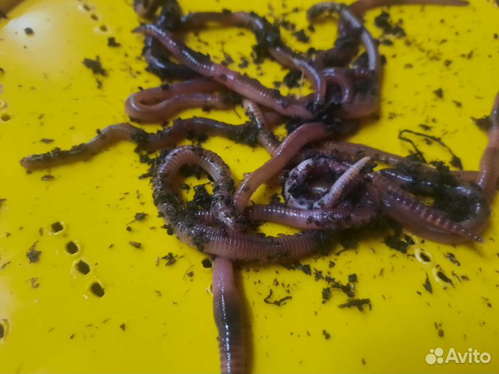 Черви для рыбалки дендробена венета