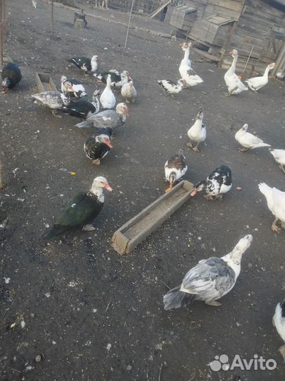 Индоутка мускусная утка