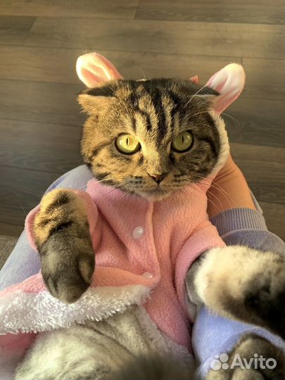 Одежда костюм для собак кошек