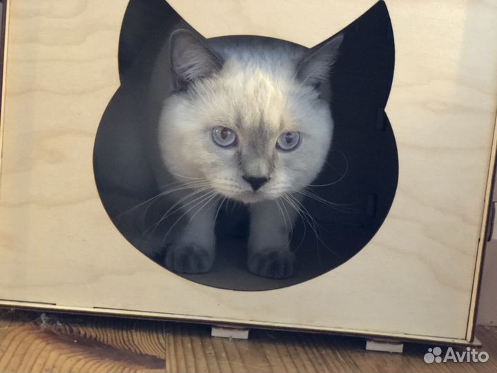 Вязка шотландский прямоухий блю пойнт