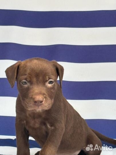 Щенки питбультерьера