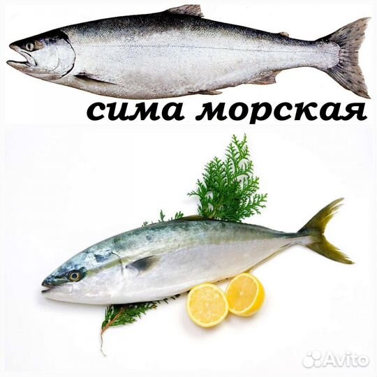 Рыба сима и лакедра свежемороженая