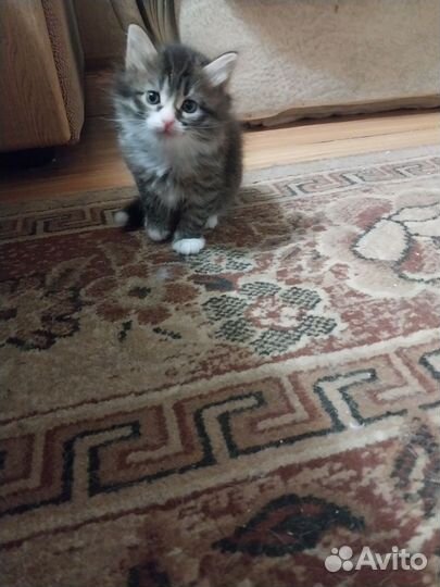 Британские котята