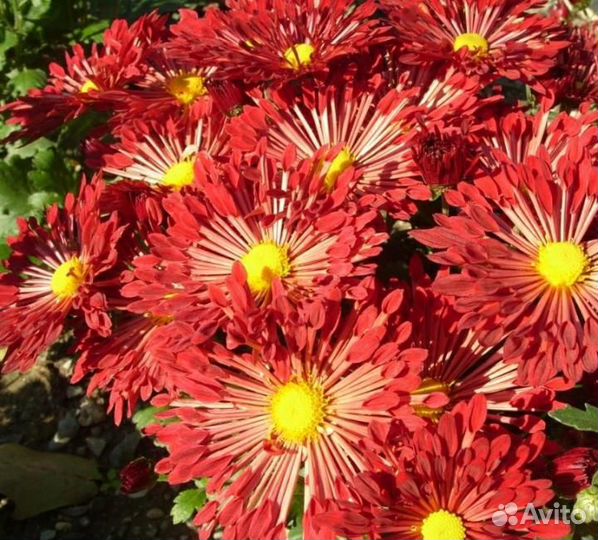 Хризантема кустовая 10 сортов