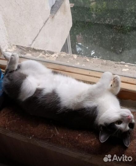 Кошка Дымка - ласковая, нежная - ищет дом