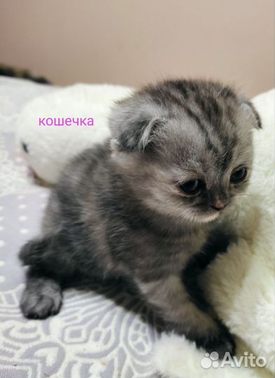 Котята шотландские чистокровные