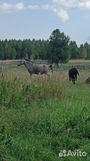 Продам лошадей
