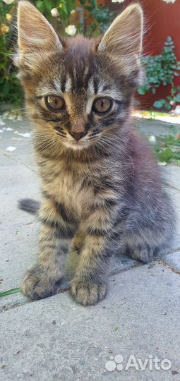 Кошка в дар бесплатно