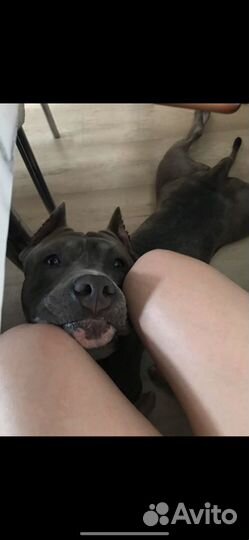 Догситтер, Передержка, выгул