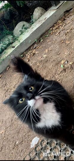 Кот в добрые руки