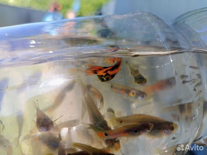 Аквариумная рыбка гуппи