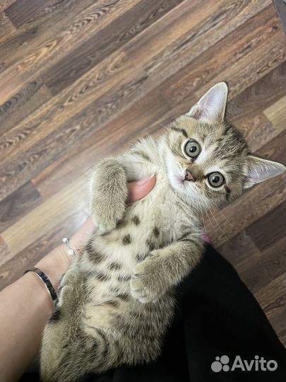 Шотландская кошка