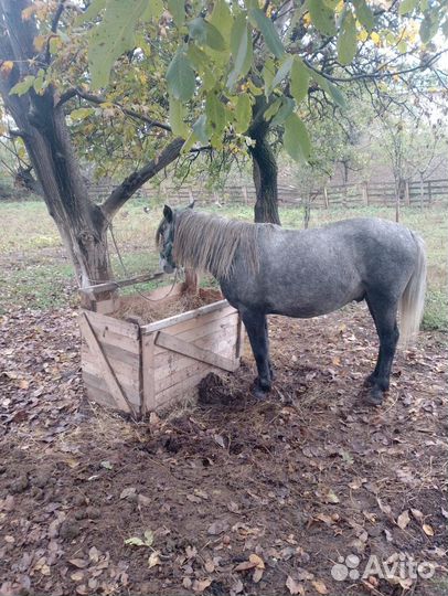 Жеребец 3 года