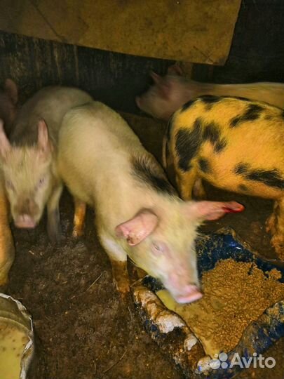 Поросята