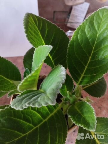 Синненгия цветущая и герань разная