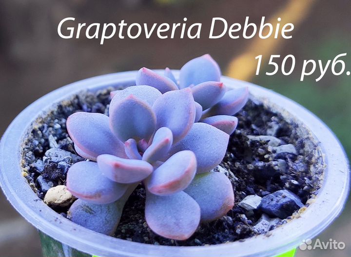 Суккуленты (эхеверии, граптоверии и пр.)