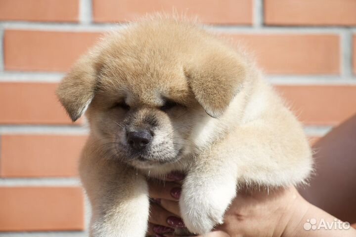 Плюшевые лисятки (Акита )