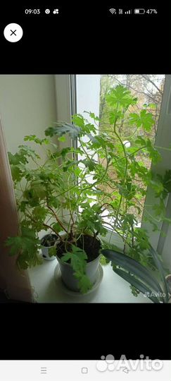 Герань душистая лечебная, крупные кустики,черенки