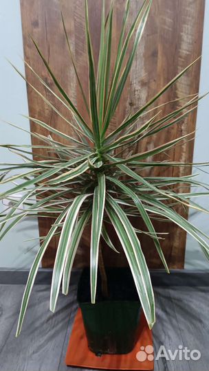 Драцена и сингониум