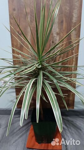 Драцена и сингониум