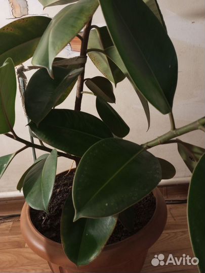 Фикус дерево