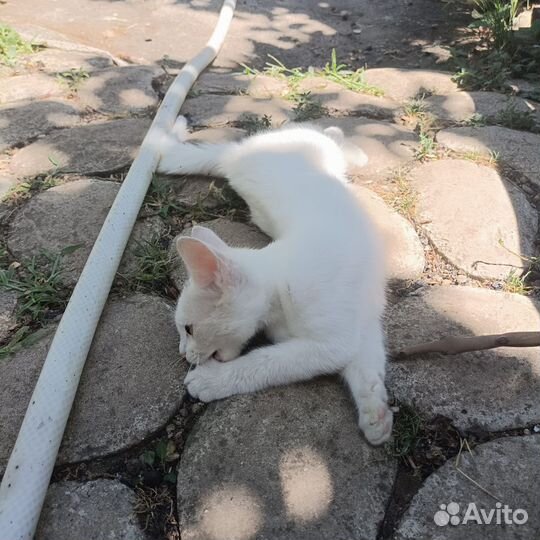 Кошечка-подкидыш