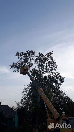 Спил деревьев