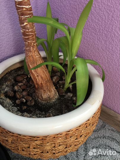 Юкка высота 150 см