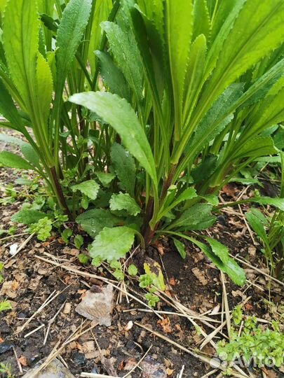 Ромашка саженцы