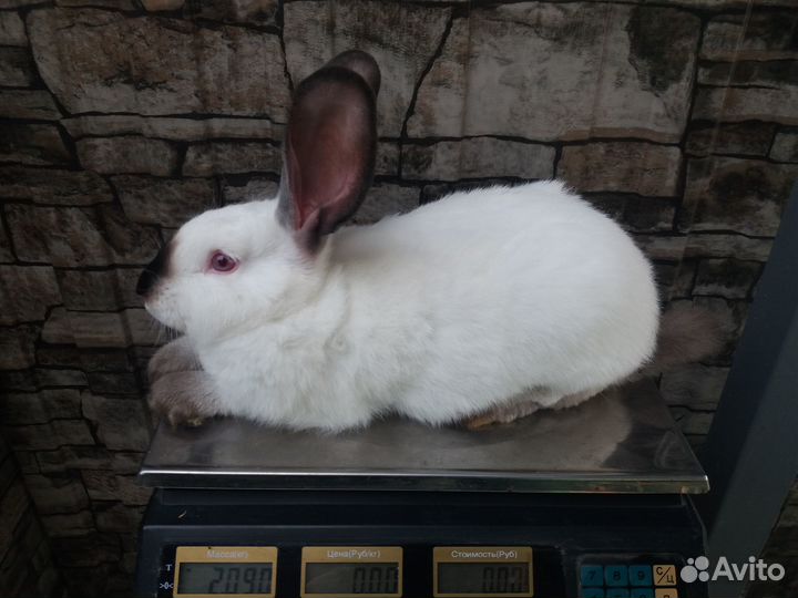 Калифорнийские кролики