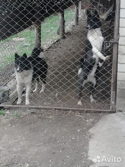 Лайки русскоевропейские