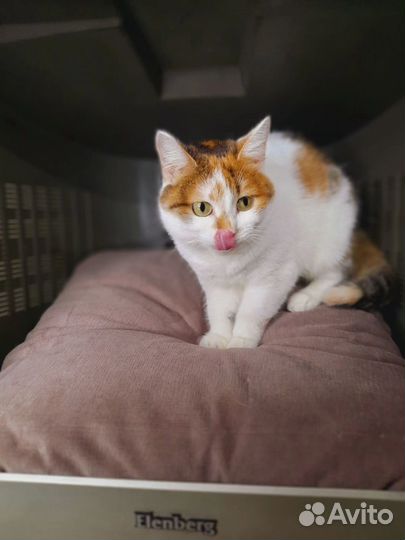 Милая Малышка