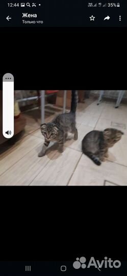 Шотландские вислоухие котята мраморные